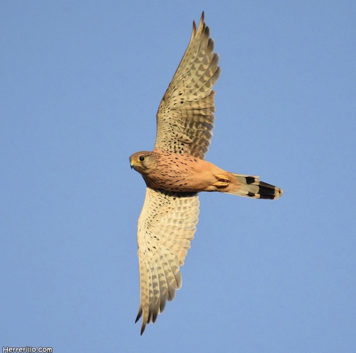 birdcatalunya's tweet photo. Xoriguer comú (Falco tinnunculus), amb els seus ràpids canvis de direcció https://t.co/MYEujVVh3P