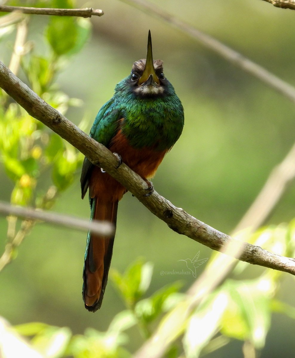 cuzy317's tweet photo. Buenos días 🌞 
🇨🇴Jacamar barbiblanco 
🔬Galbula tombacea 
🇬🇧White-chinned Jacamar
#nature #NaturePhotography #BirdsSeenIn2022 #birding #bird #TwitterNatureCommunity 
Protejamos, cuidemos y conservemos nuestros ecosistemas 
Santa María, Boyacá 🇨🇴 https://t.co/Tm95XYqNhI