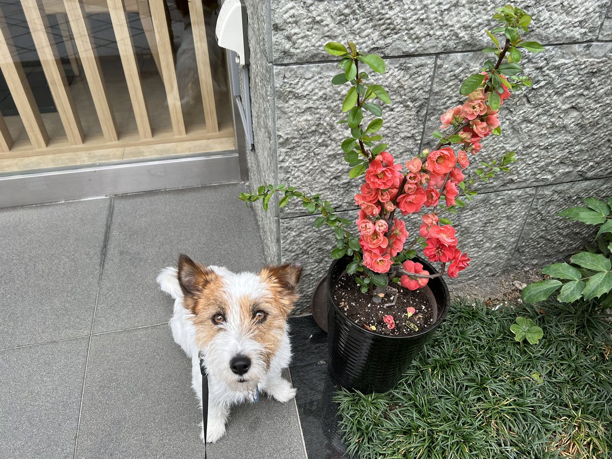 綺麗🏵
#おかゆ #ジャックラッセルテリア