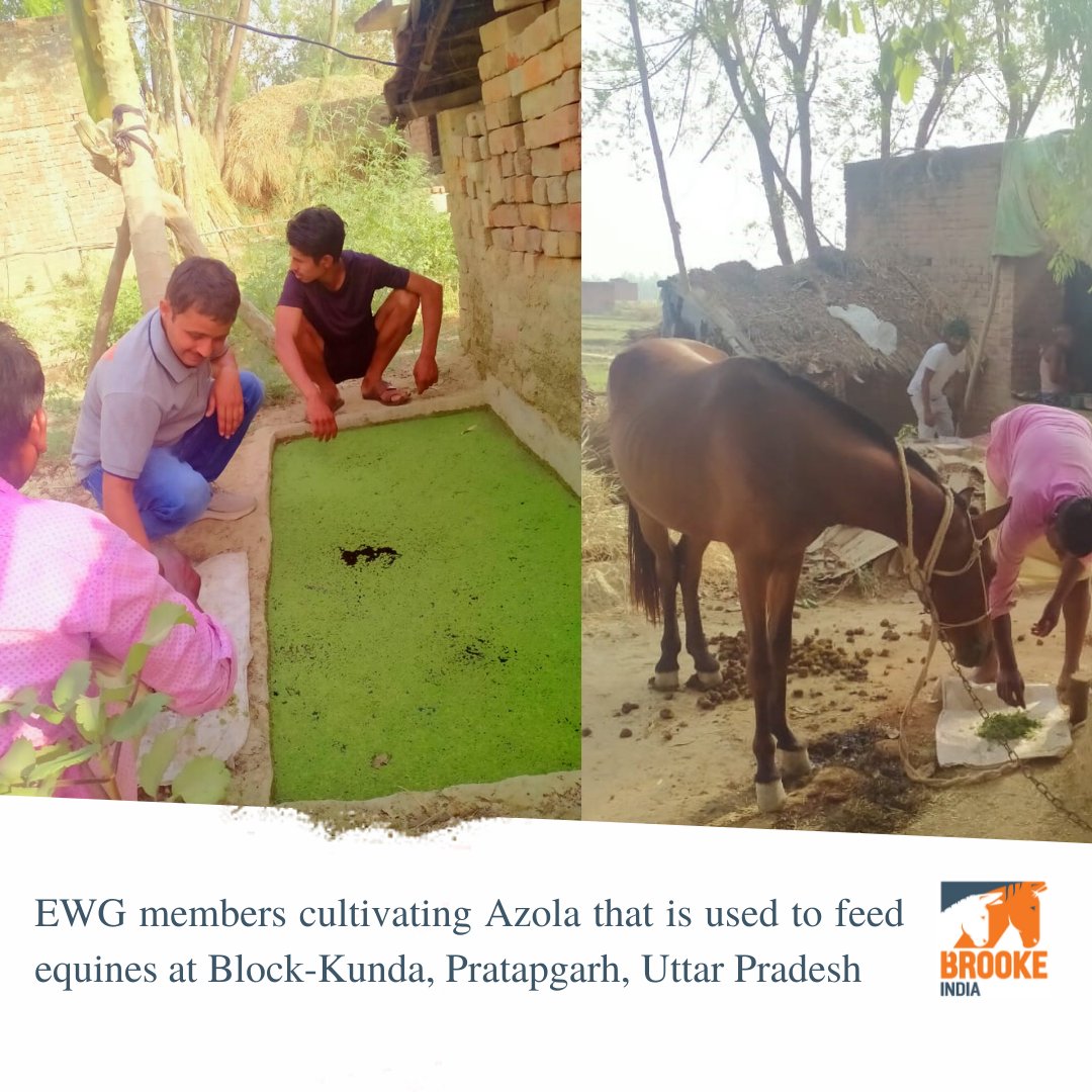 BrookeIndia1's tweet photo. BI's Weekly Update
#BrookeIndia #AnimalWelfare #horse #awareness #theoryofchange #Healthyequines #Azollacultivation https://t.co/iV86vyGJXo