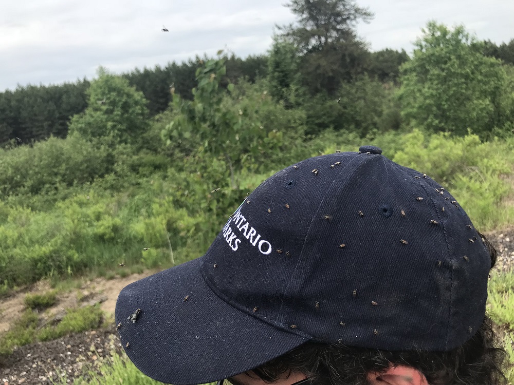 OntarioParks's tweet photo. Blackflies are important connections in our food webs at parks. 

To ensure their populations increase, we've established Blackfly Protection Zones throughout @Algonquin_PP: https://t.co/t0dRI49amq https://t.co/hbS86IQNIG
