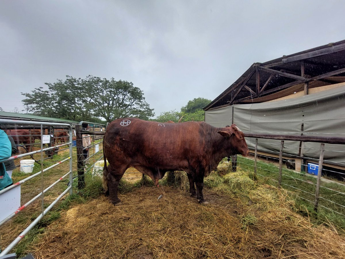 abongilem's tweet photo. Weighs more than 1000kgs #BathurstShow https://t.co/tuHP6n4KFu