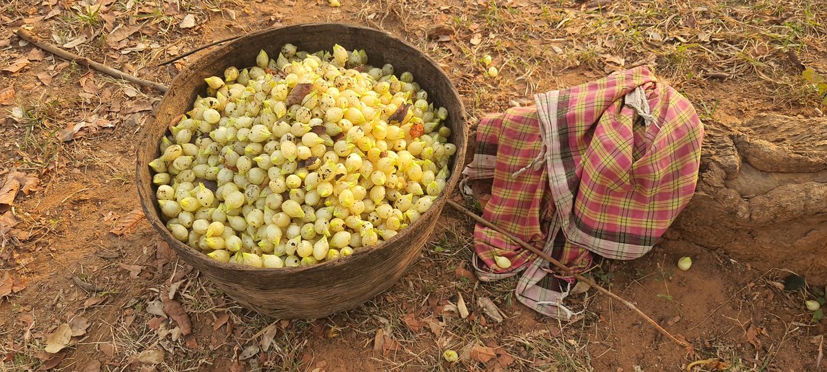 saikiranifs's tweet photo. #Mahula🌳-sacred tree 
Part of #culture,#traditional #medicine,#rituals and also #economic contributor..
Unfortunately major cause of Forest fire🔥 
#Sustainable collection of flowers #certification and VSS/SHG based approach in marketing for better price to community is required https://t.co/YekLTVudSh