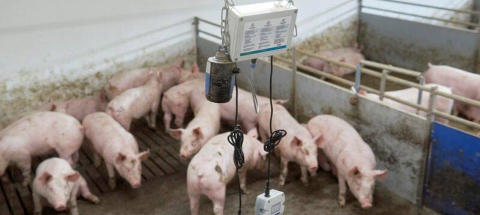 In de eerste maanden van 2022 hebben we al meer dan 100 #SlimmeStal klimaatsensoren mogen uitleveren aan #varkenshouders in Nederland en Duitsland voor een aantal grote klanten van <a href="/connectagrifood/">ConnectingAgri&Food</a> #Smartfarming