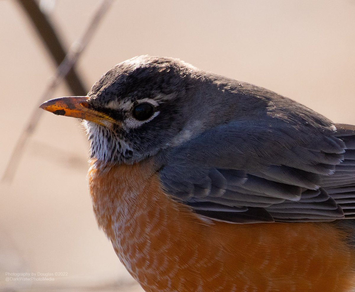 DarkWaterPhotos's tweet photo. Redbreasted robins seem to be everywhere in Cedarvale & Nordheimer ravines this Spring.
#WildTO #CityOfTO #Wildlife #Birds #Robins #StandWithUkraine #MidtownTO #Toronto #ROMwpyON #SpringBreak
https://t.co/R5PMOspsUo https://t.co/Y7fCXB3LRQ
