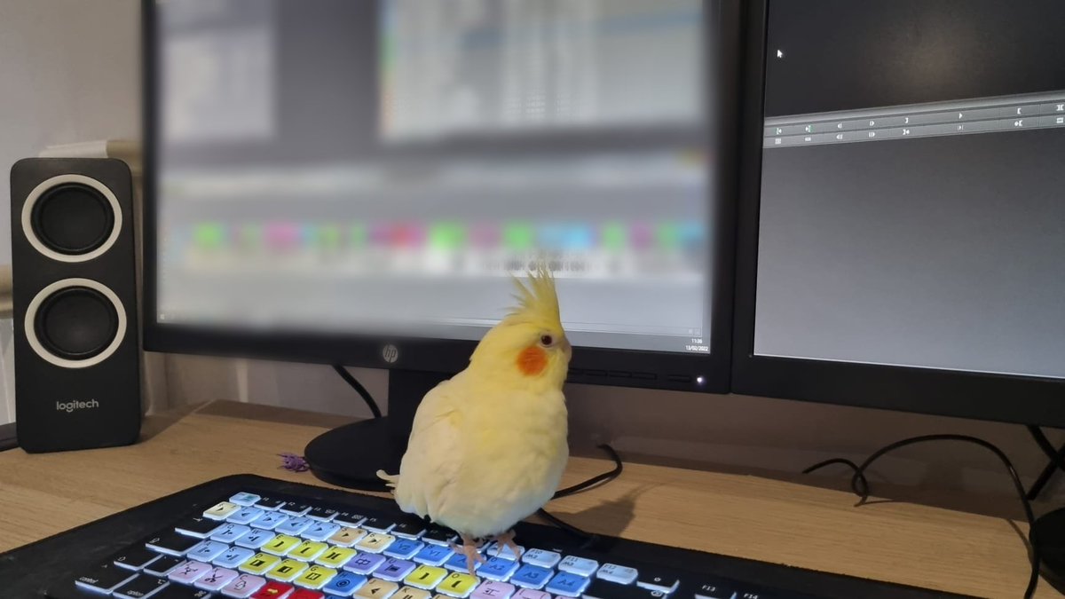 Cunning_Media's tweet image. Meet our new Edit Assistant, Honey!🐥

Did you know the Lutino Cockatiel is highly intelligent &amp;amp; quick to learn keyboard shortcuts? 

She's become an invaluable part of our team, we don't know how we managed without her!

#DITstation #EditAssistant #TVproduction #AprilFoolsDay