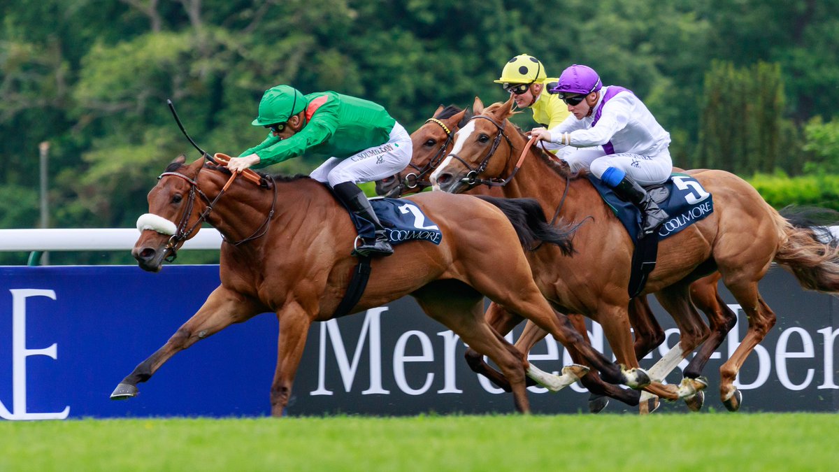 AgaKhanStuds's tweet photo. @zuzanna_lupa @RimaudG @NemoneRouth @bloodstocknews @theTDN @Jour_de_Galop @rpbloodstock @Fedeeleveurs #Dolniya is by #Azamour, meaning that her mating with #Siyouni should produce a foal bred on the same cross as 2019 Gr.1 Prix Saint-Alary winner #Siyarafina, who is by Siyouni's sire Pivotal (📸). https://t.co/JszWcQliFp