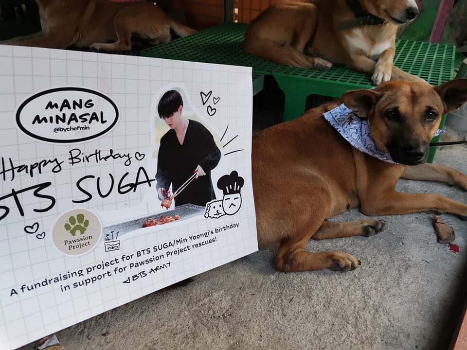 bychefmin's tweet photo. Photos of some of the rescues in the Pawssion Project shelters posing (and snoozing hehe) with Yoongi! Your donations will surely go a long way. 🐶🐱💜 https://t.co/xIE640QHNe