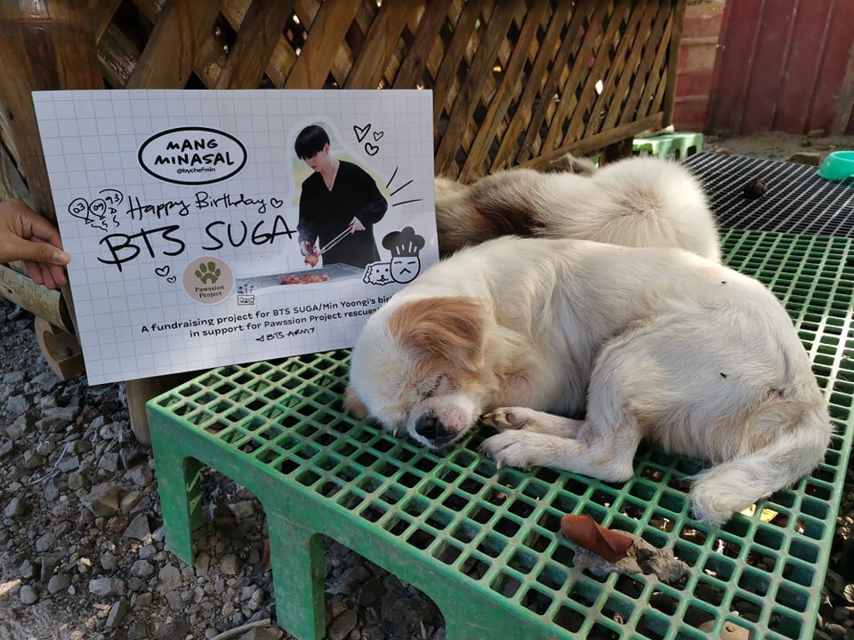 bychefmin's tweet photo. Photos of some of the rescues in the Pawssion Project shelters posing (and snoozing hehe) with Yoongi! Your donations will surely go a long way. 🐶🐱💜 https://t.co/xIE640QHNe