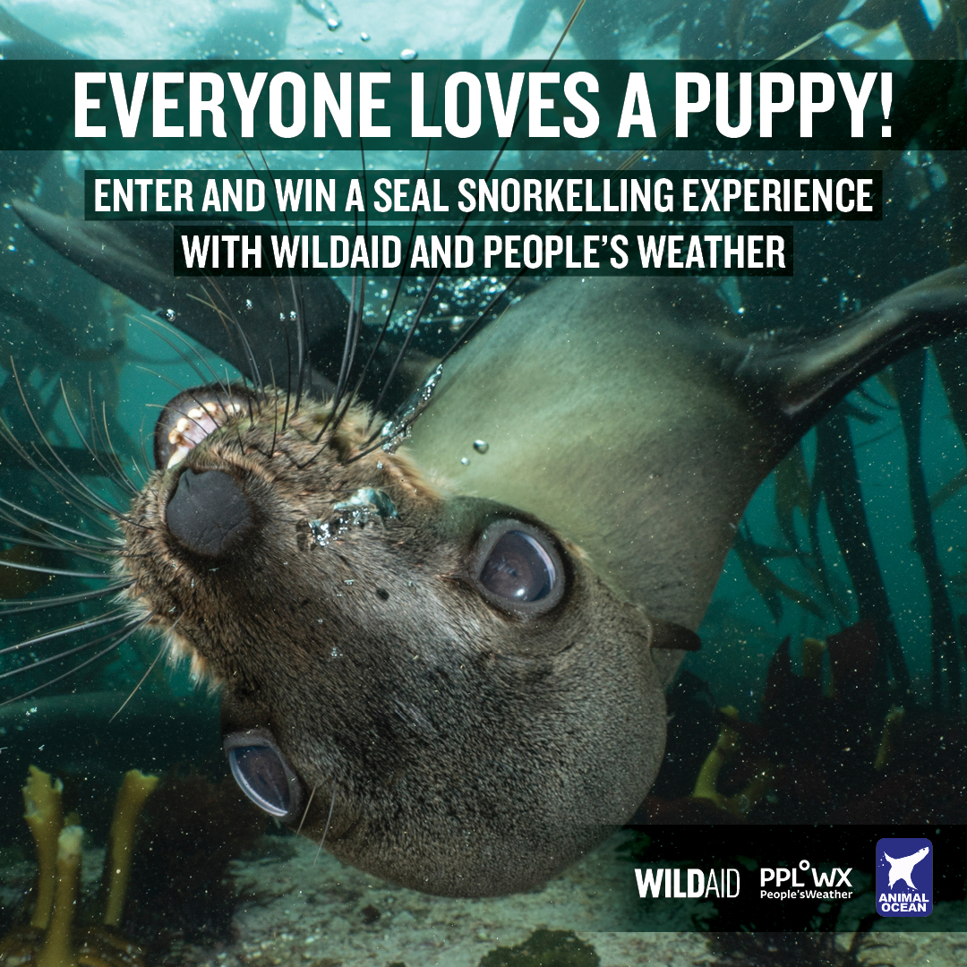 Celebrate seals and WIN 4 seal snorkeling vouchers for the ultimate eco-friendly experience with <a href="/animalocean/">Animal Ocean</a> in Cape Town! 🦭💙

To enter, go to the <a href="/peoples_weather/">People°s Weather</a> website and answer the competition questions: bit.ly/3NvmFB7