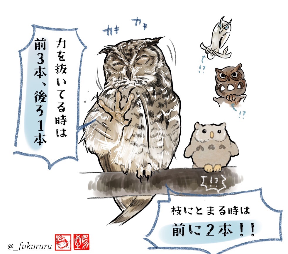 ここがすごいのフクロウさん〜🦉

フクロウの絵を描く時は気をつけて!
足の形が状況に合わせて変わるんだぜ!!
とにかく器用な可変対趾足 