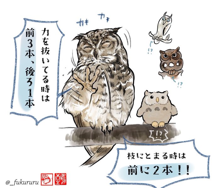 イラスト原画　怪奇の国の住人「フクロウ女」 カドカワBOOKS編集部 on X: 