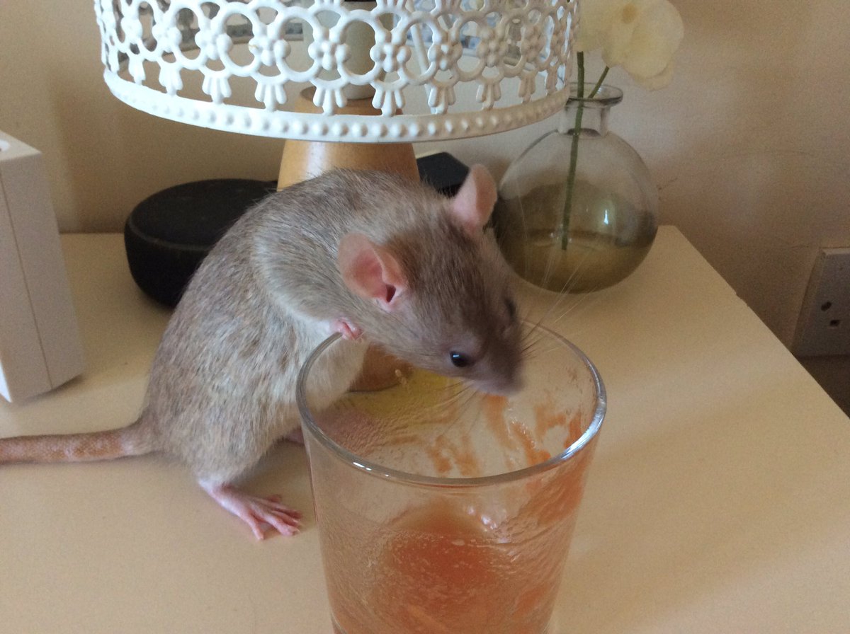 lizinrhyl's tweet photo. @fancy1228rat https://t.co/vcgzREFPyT