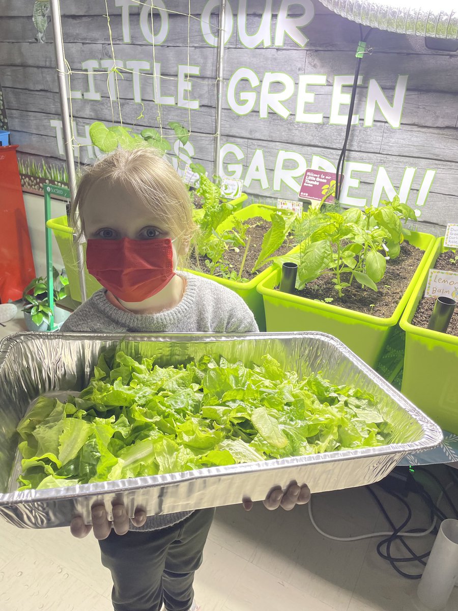 MsOickle's tweet photo. Our Grade 2/3 class decided to share their @littlegrnthumbs lettuce with their Grade One neighbours! #PlantGrowEatShare @NLESDCA @AITCNL https://t.co/7rM6jrryV0