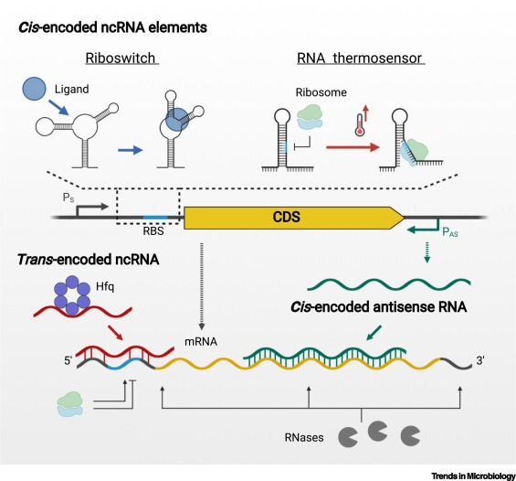 Edmund Loh Lab tweet media