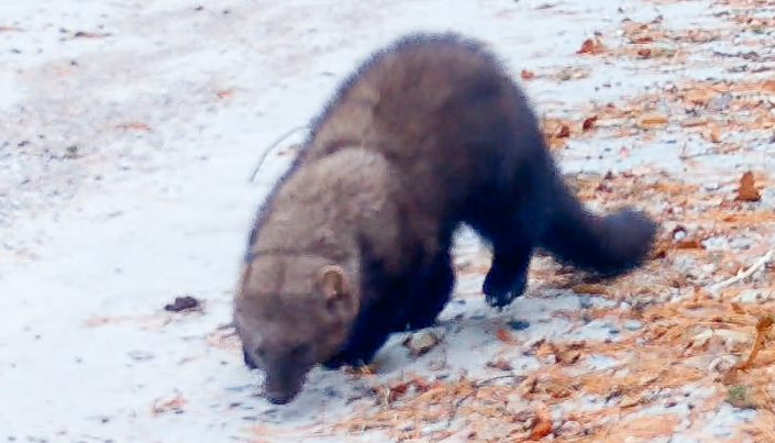 VoyaWolfProject's tweet image. BIG news! We just documented the first wolverine in the state of Minnesota in over a century! What are the odds! More importantly, the photos provided rare insight about why the wolverine was here—and suggests wolverine populations might take hold soon.