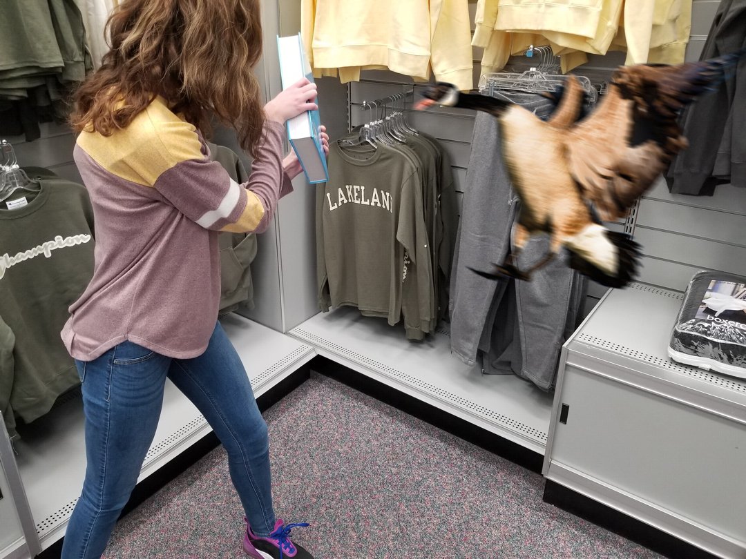 LCCBookstore's tweet photo. Welcome to the LCC Bookstore our newest hire: Geraldine Canadensis! She’s already making a name for herself here at the bookstore for her great attitude and amazing customer service skills. Don’t be a silly goose, stop into the bookstore today!
#LCCbookstore #aprilfools https://t.co/rkz3BQsC7L