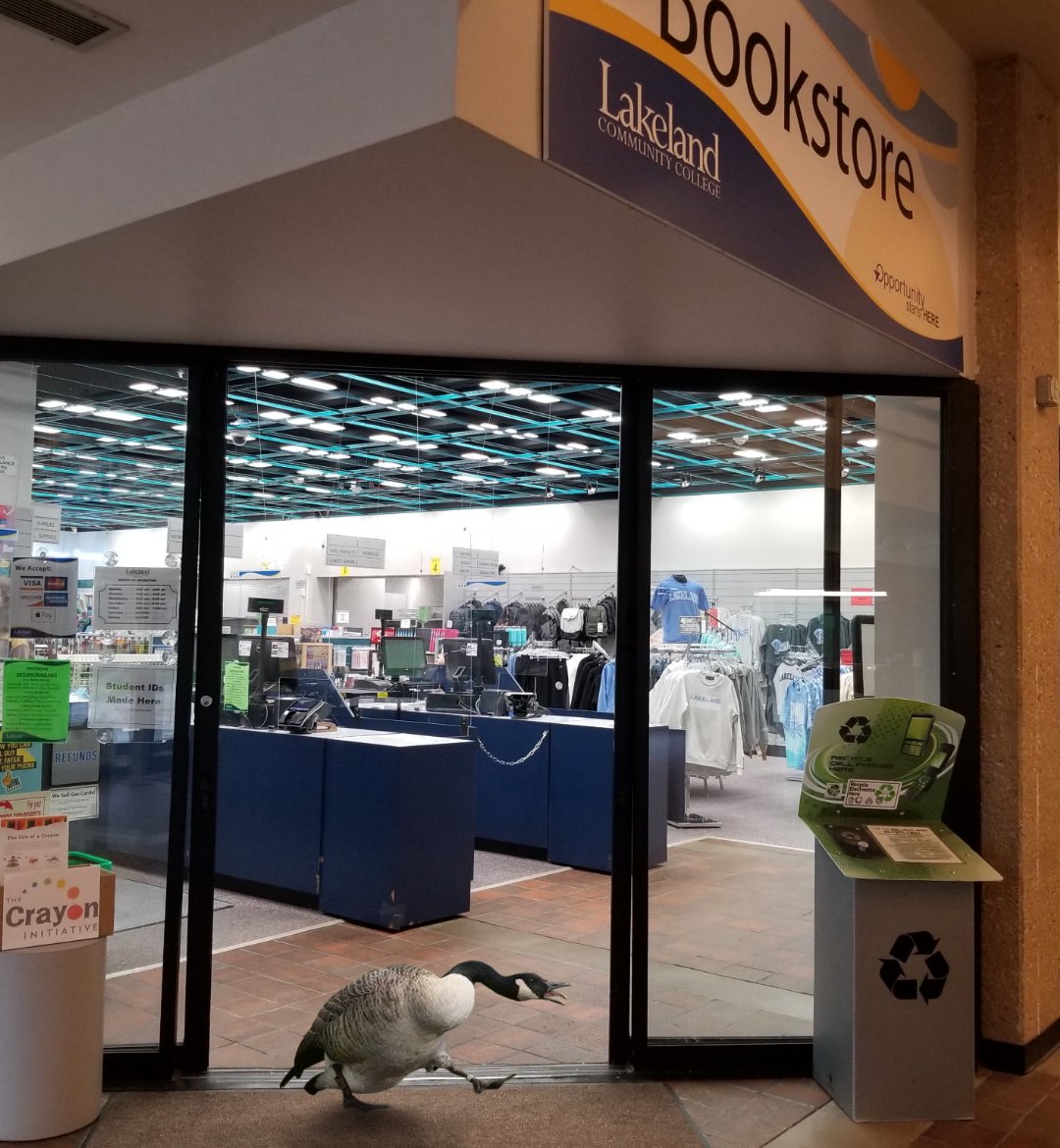 LCCBookstore's tweet photo. Welcome to the LCC Bookstore our newest hire: Geraldine Canadensis! She’s already making a name for herself here at the bookstore for her great attitude and amazing customer service skills. Don’t be a silly goose, stop into the bookstore today!
#LCCbookstore #aprilfools https://t.co/rkz3BQsC7L