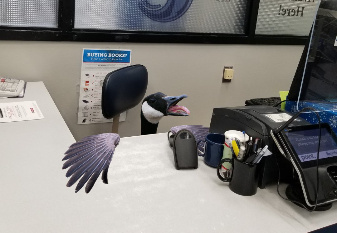 LCCBookstore's tweet photo. Welcome to the LCC Bookstore our newest hire: Geraldine Canadensis! She’s already making a name for herself here at the bookstore for her great attitude and amazing customer service skills. Don’t be a silly goose, stop into the bookstore today!
#LCCbookstore #aprilfools https://t.co/rkz3BQsC7L
