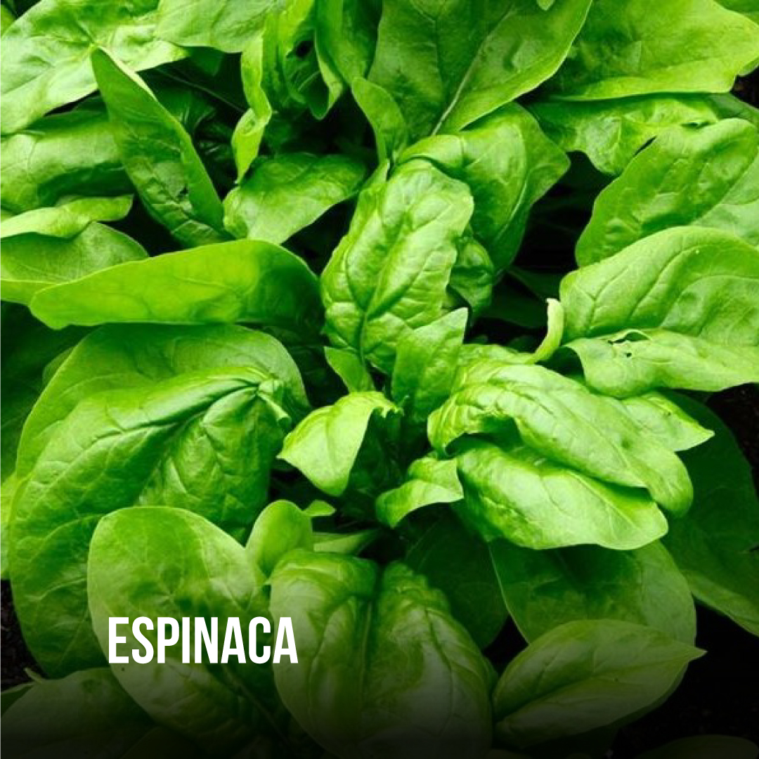 MPASFE's tweet photo. #InfoVital 

🥬Con abril empieza la temporada de #Espinaca, una de las verduras de hoja preferidas de los argentinos. 
Es un superalimento, de pocas calorías pero repleto de nutrientes. 💪

#MercadodeSantaFe #SantaFe #Alimentos https://t.co/Y8rMLaWP5C