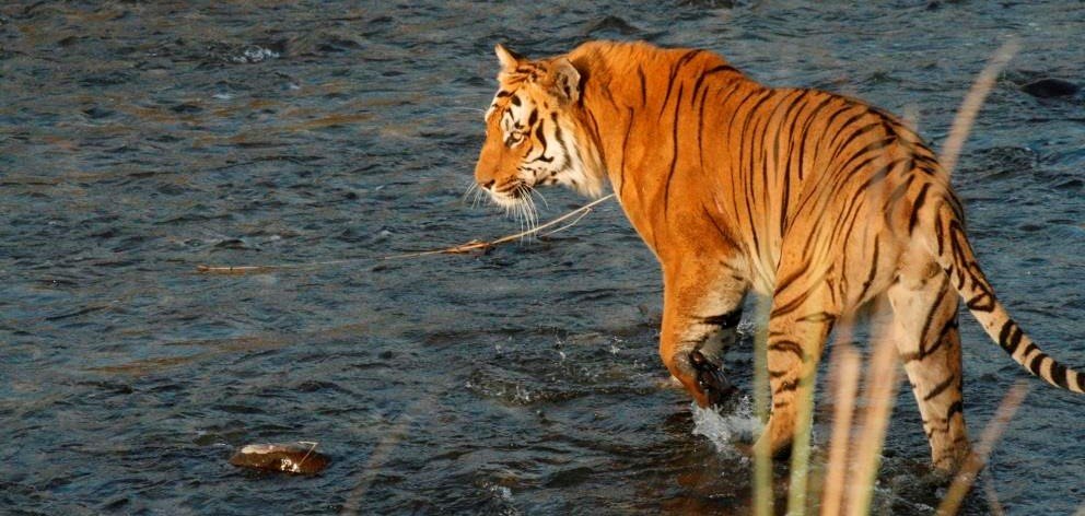 prernabindra's tweet photo. #April1 is no #fools day. It was the day the #tiger got hope, with #ProjectTiger the biggest conservation initiatives of its time launched in #Corbett . by #IndiraGandhi #India-a recently independent poverty ridden nation-set aside resources, land to protect the #tiger 1/4 https://t.co/VWQ6MUEkdf