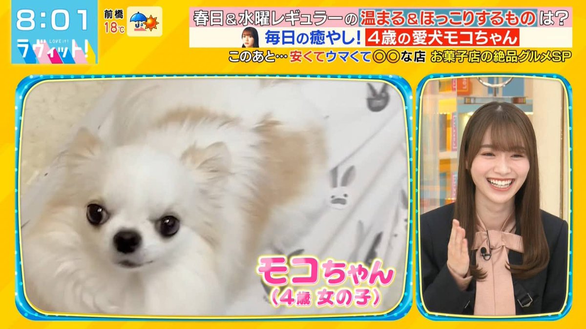 モコちゃん sakurazaka46 mocoちゃん/モコちゃん5歳のお誕生日おめでとうござい