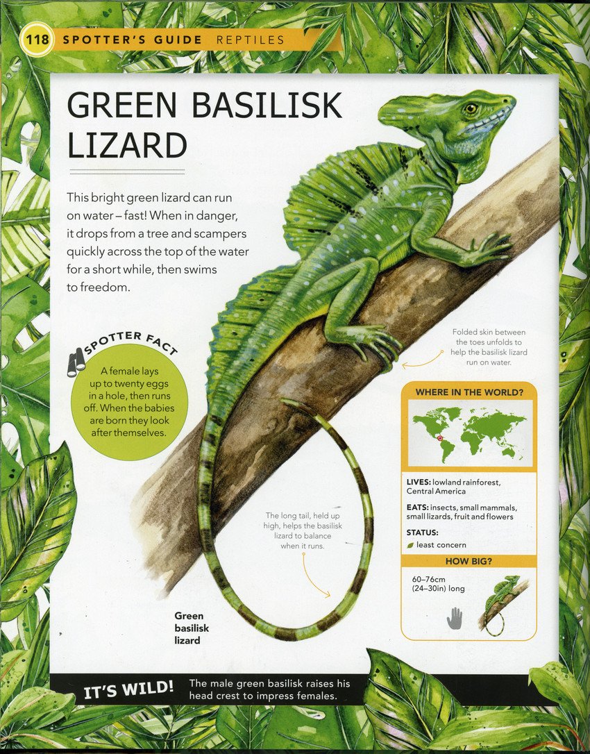 foartist's tweet photo. Another page from the book Jungle Animals: A spotters guide, which I helped illustrate. #jungleanimals #illustration #naturalhistoryillustration #watercolour #greenbasilisk #lizard #reptile #fionaosbaldstoneillustrator @advocateart01 #fionaosbaldstoneartist @insighteditions https://t.co/TJ6WnF2DCG