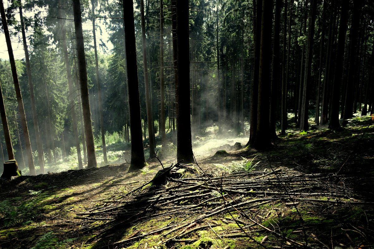 foto_ihlow's tweet photo. Die Sonne vertreibt den Regen.     Foto: Wittwer  #photos #fotografia #fotografie #ostfrieslandfotos #heimat  #picture #PictureOfTheDay #NaturePhotograph  #Wald #Bäume link:  https://t.co/UOdwXcob18 https://t.co/L4kelc4FHu