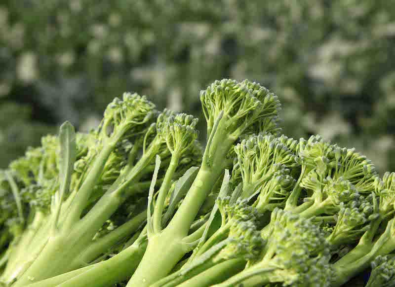 REVISTA F&H tweet media