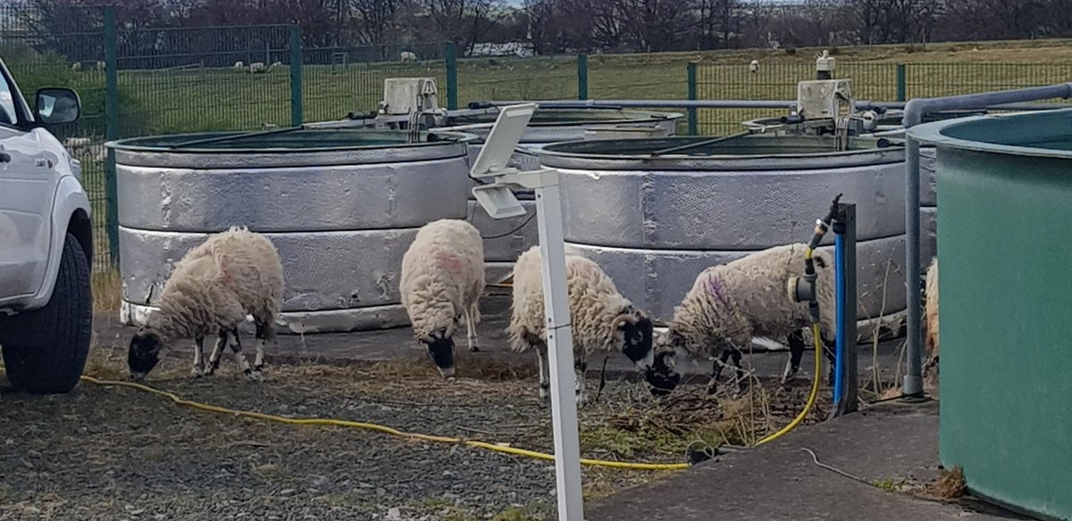We had some helpers cutting the grass at the #mesocosm facility. 
Join the experiment on #TasteAndOdour / #cyanobacteria in summer 2022 – deadline extended to 29th April, see ta.aquacosm.eu . <a href="/UK_CEH/">UK Centre for Ecology & Hydrology</a> <a href="/aquacosm/">AQUACOSM</a>