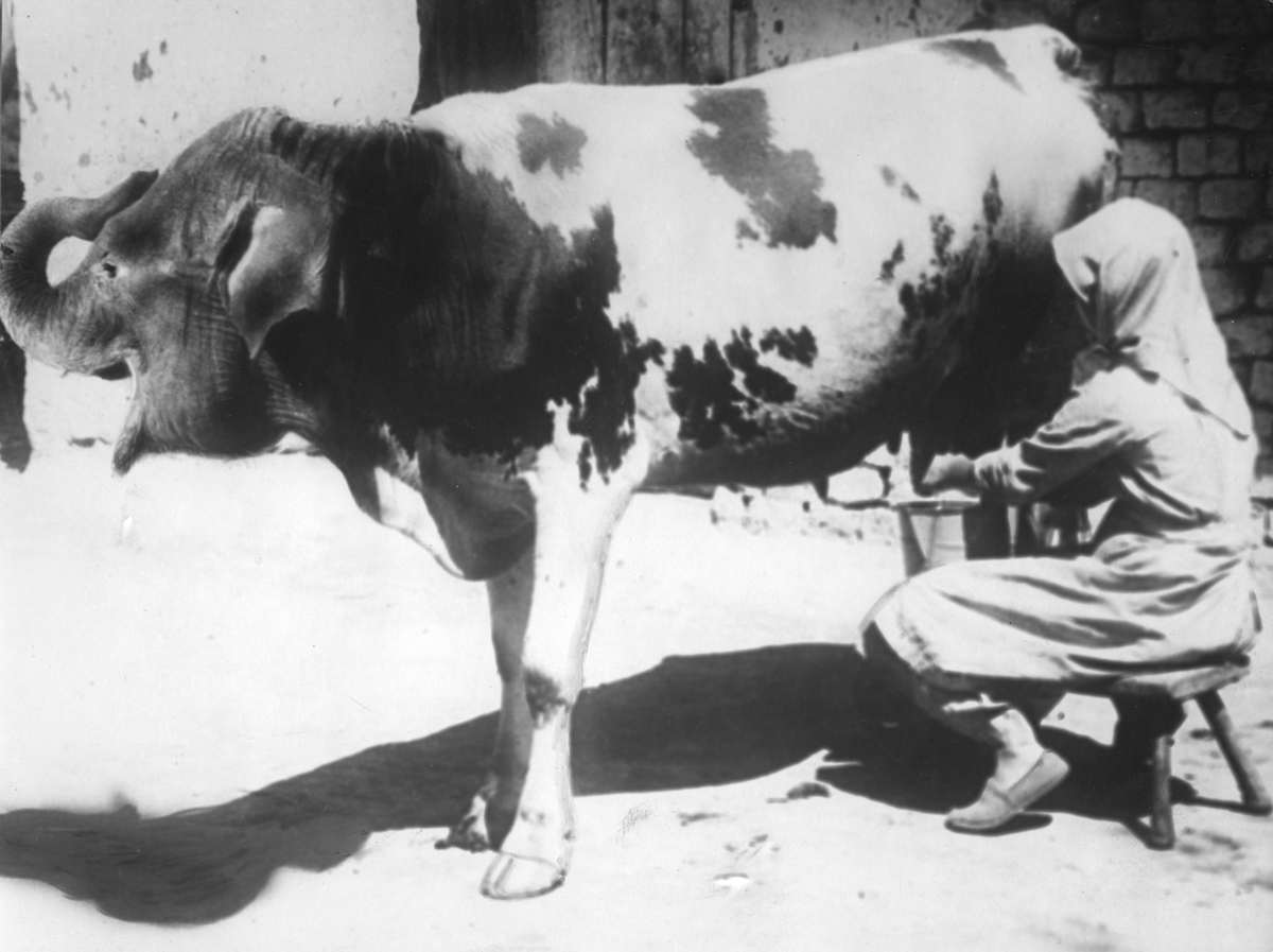 fakehistoryhunt's tweet photo. The Dutch love(d) April fool's day.
I collected a few photos that appeared in the Dutch press in "ye olde days" I found at https://t.co/lBnZ4UtH96

1932, woman milks unusual looking cow, but also completely real, 100%, totally not a joke. https://t.co/kpjEq7xUR5