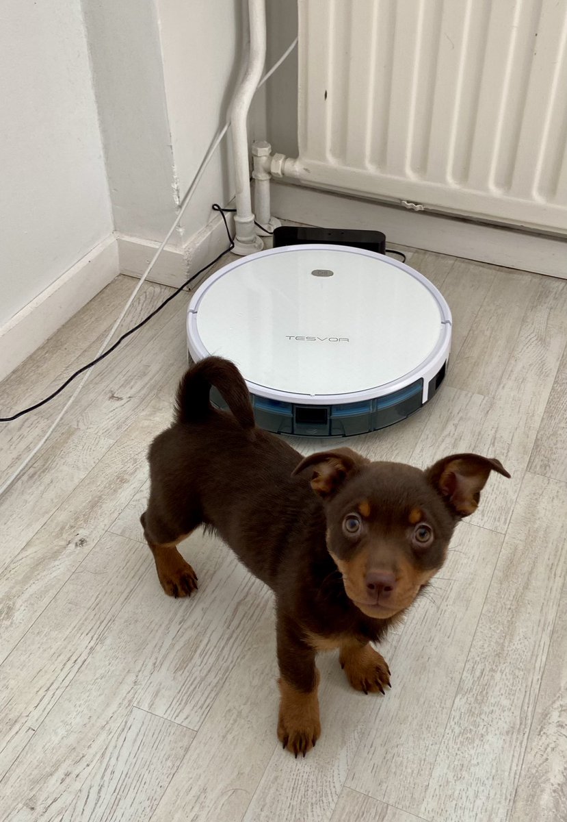 Peto siivoamaan ja muuten vaan peto😆🙈