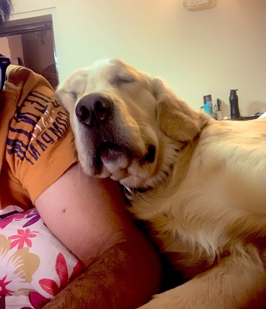 Archit__Seth's tweet photo. Almost 2 years with a dog and I am still amazed everyday how dogs can teach friendship, love and loyalty better than humans who coined these terms
#doggo #GoldenRetrievers #dogsoftwitter https://t.co/jx5NNrGnuz