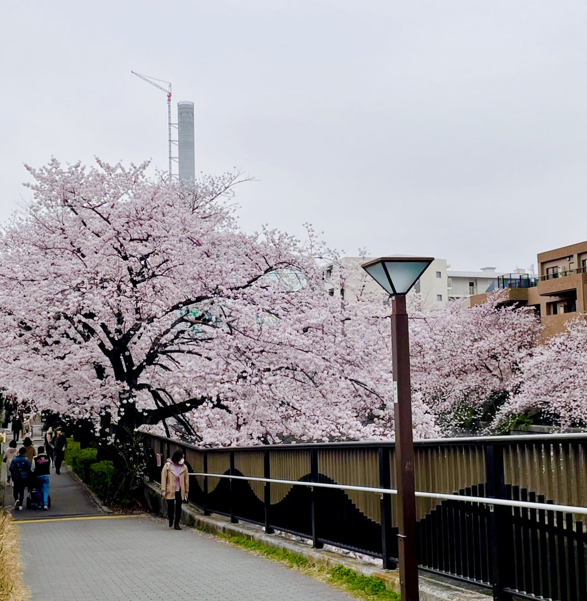 hLAB_HITOMI's tweet photo. 可愛すぎる、にゃん様パケ×桜💖

h.LAB商品の四つ葉のクローバー配合の洗顔石鹸（フェリシモ猫部コラボデザイン）のとともに🌸✨

思わずにっこり、表情も心もピンク色✨
色々あるかもですが、今年度も楽しく頑張りましょうね！

#目黒川の桜 #桜満開 #春の訪れ #猫コスメ #化粧品開発 #hlab https://t.co/BpldQVHKKg
