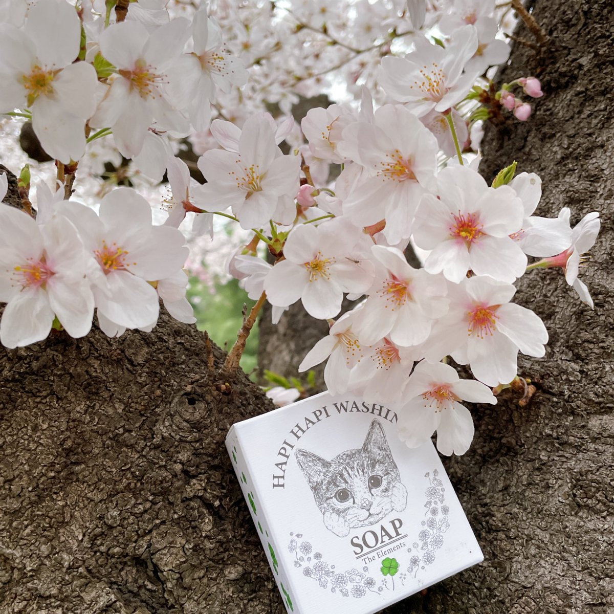 hLAB_HITOMI's tweet photo. 可愛すぎる、にゃん様パケ×桜💖

h.LAB商品の四つ葉のクローバー配合の洗顔石鹸（フェリシモ猫部コラボデザイン）のとともに🌸✨

思わずにっこり、表情も心もピンク色✨
色々あるかもですが、今年度も楽しく頑張りましょうね！

#目黒川の桜 #桜満開 #春の訪れ #猫コスメ #化粧品開発 #hlab https://t.co/BpldQVHKKg