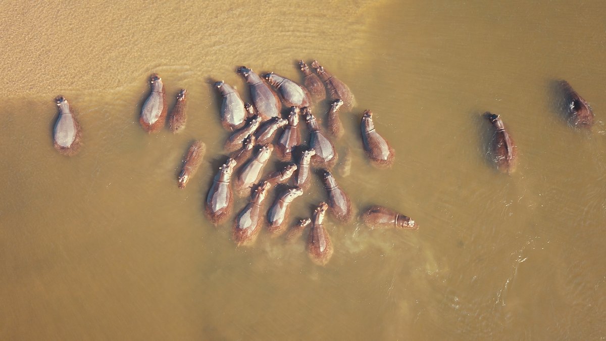 CLZAfrica's tweet image. Bird’s eye view of a pod of hippos in the Zambezi. 

Another term used to refer to a group of hippos is a bloat due to their inflated appearance. 

📸 Riccardo Garbaccio