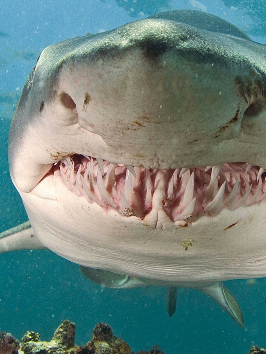 heart4sharks's tweet photo. https://t.co/0pLlcBtOmQ