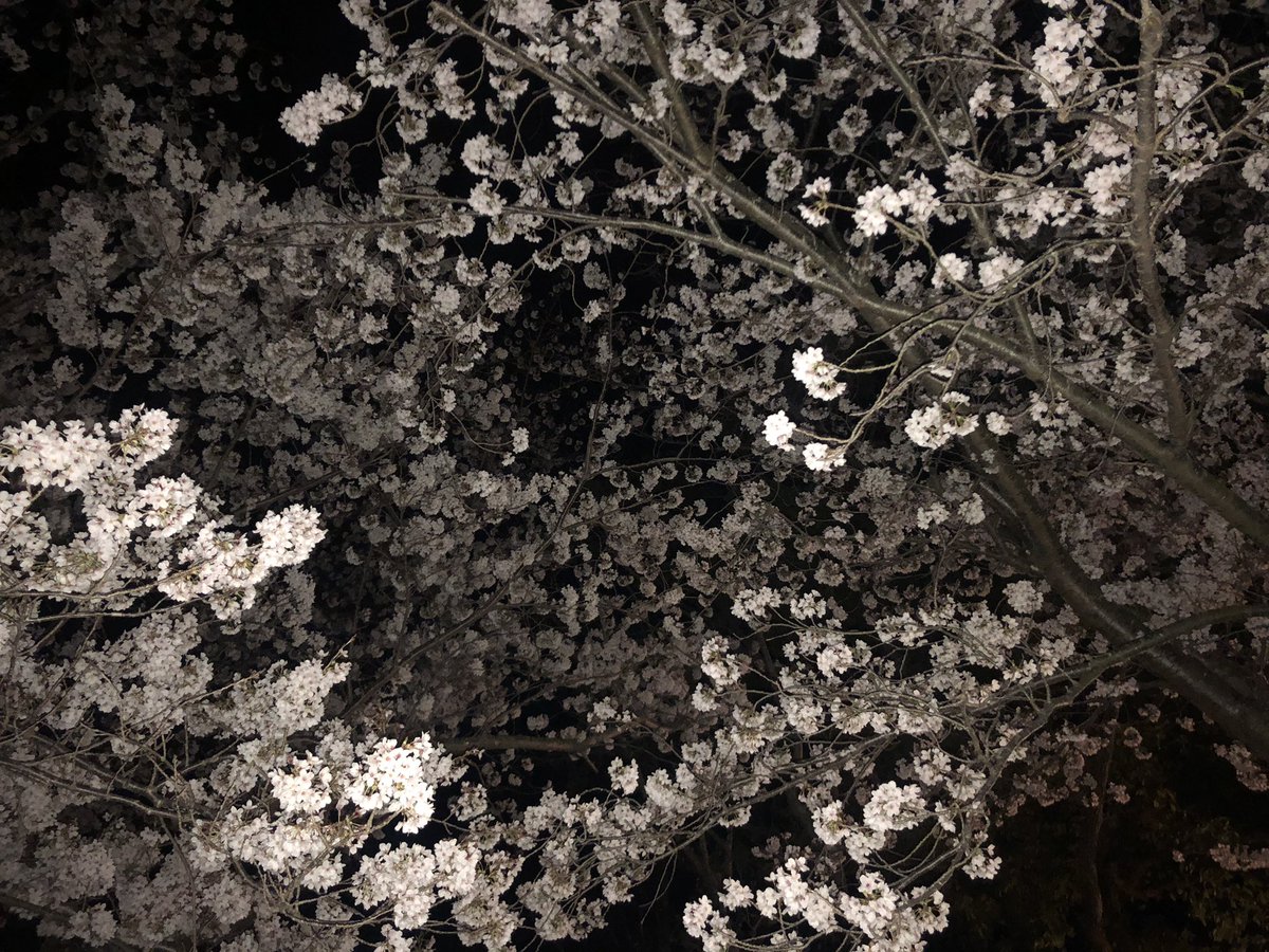 maaahiro's tweet photo. 夜桜綺麗やったよ https://t.co/xw7kND2kyF