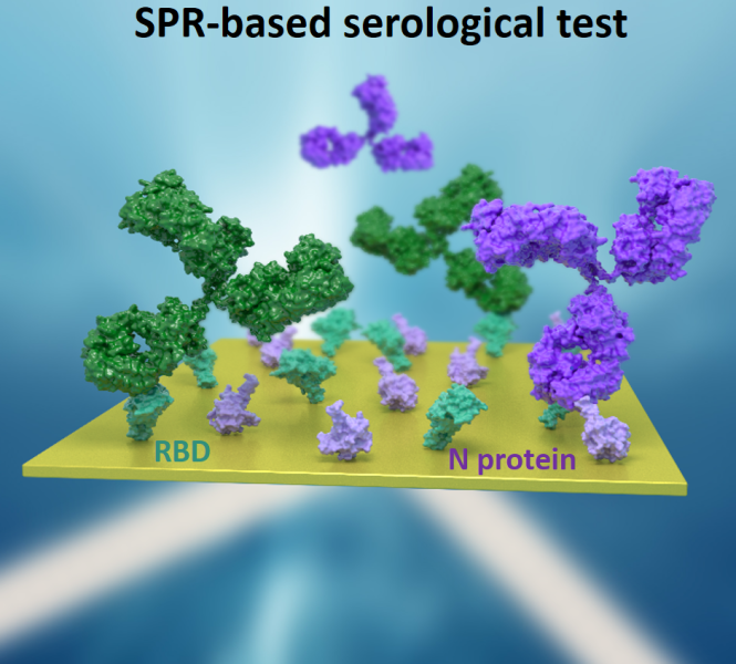 icn2nano's tweet photo. Serological tests play a key role in the surveillance and management of epidemics or pandemics, as well as in acquired immunity studies. Learn about the work, carried out in the framework of the EU funded project #CoNVaT, published in @an_chem:
https://t.co/GhrEV7Om8b https://t.co/jH5kZqRxid