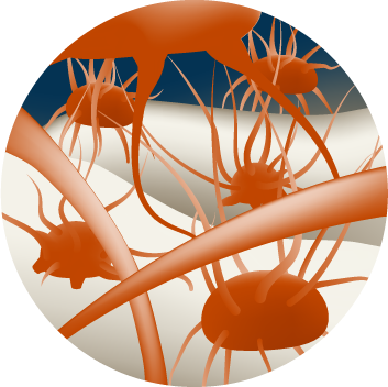 #boneregeneration #tissueregeneration #mbcptechnology
#step9 #bone #synthesis #osteoblasts #collagen
Step nine in the bone regeneration process is bone synthesis: this happens when osteoblasts synthesize the surface by depositing collagen and non-collagen proteins
#followus