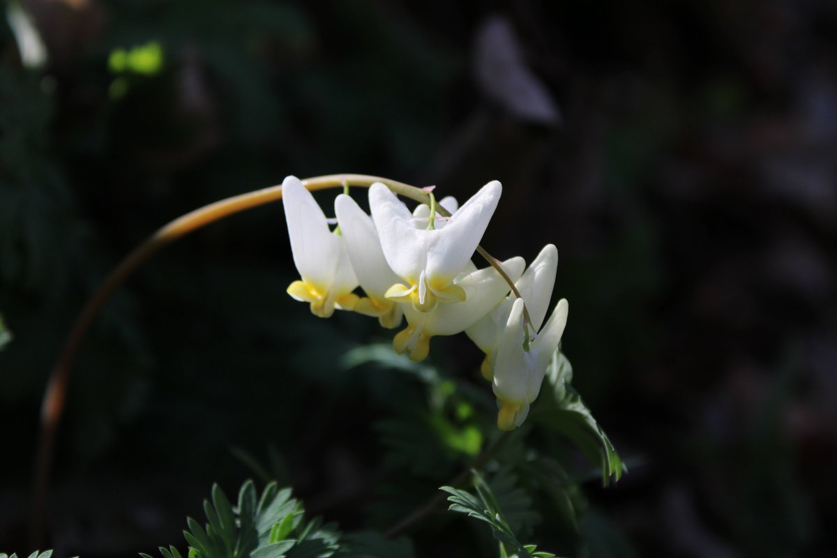 skenchoutdoors's tweet photo. Here are some shots of some Dutchman's Britches (KY pronunciation), Dicentra cucullaria.
#botany #plants #outdoors #stophumanity #nature #NaturePhotography #planttwitter #flowers #flowerphotography https://t.co/9EFYP9F6ON