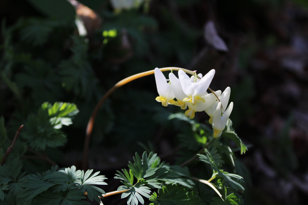skenchoutdoors's tweet photo. Here are some shots of some Dutchman's Britches (KY pronunciation), Dicentra cucullaria.
#botany #plants #outdoors #stophumanity #nature #NaturePhotography #planttwitter #flowers #flowerphotography https://t.co/9EFYP9F6ON