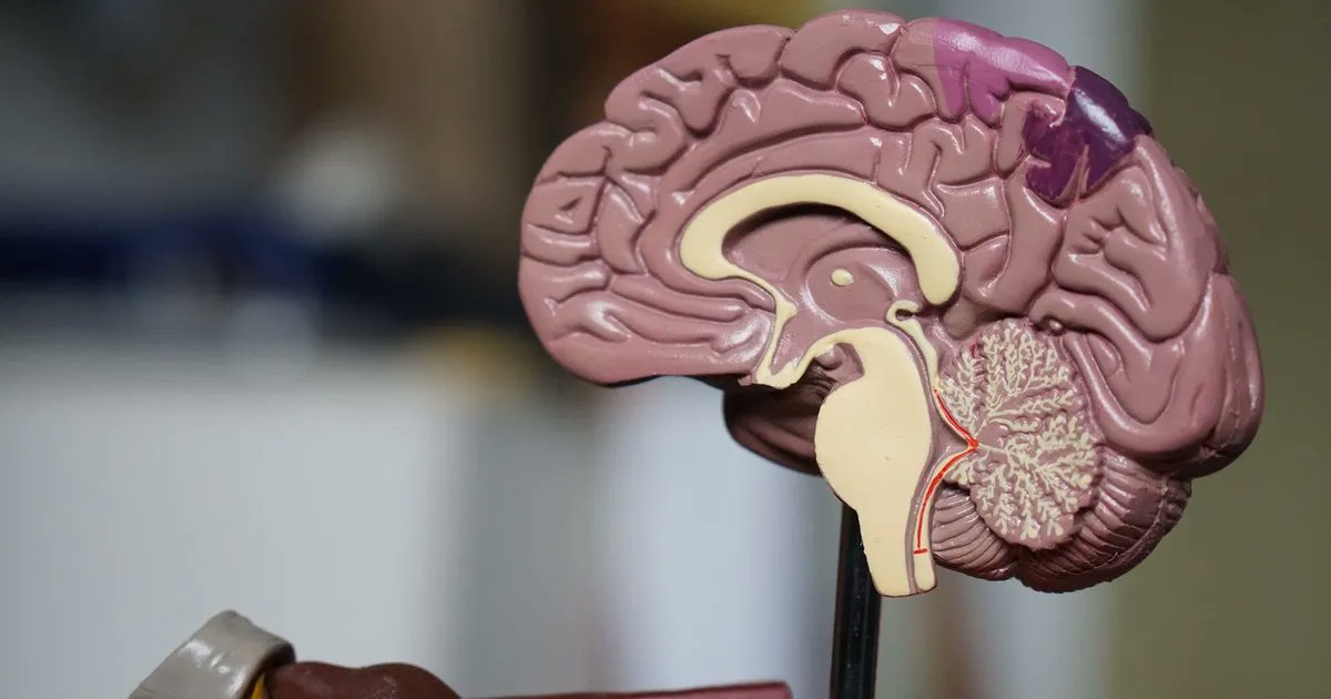 Wetenschappers hebben ontdekt dat één gen verantwoordelijk is voor de groei van hersencellen: FOXG1. Die vondst kan mogelijk helpen bij de behandeling van bepaalde hersenziektes. buff.ly/38flTbt