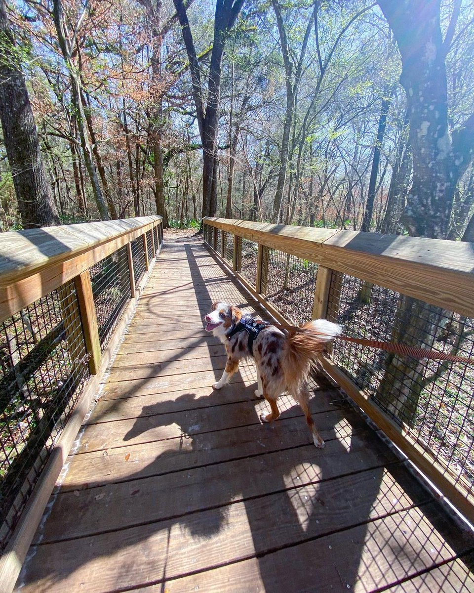 Walking into the weekend like... 🐾☀️ 

📸 pochiadventures
📍 Ichetucknee Springs