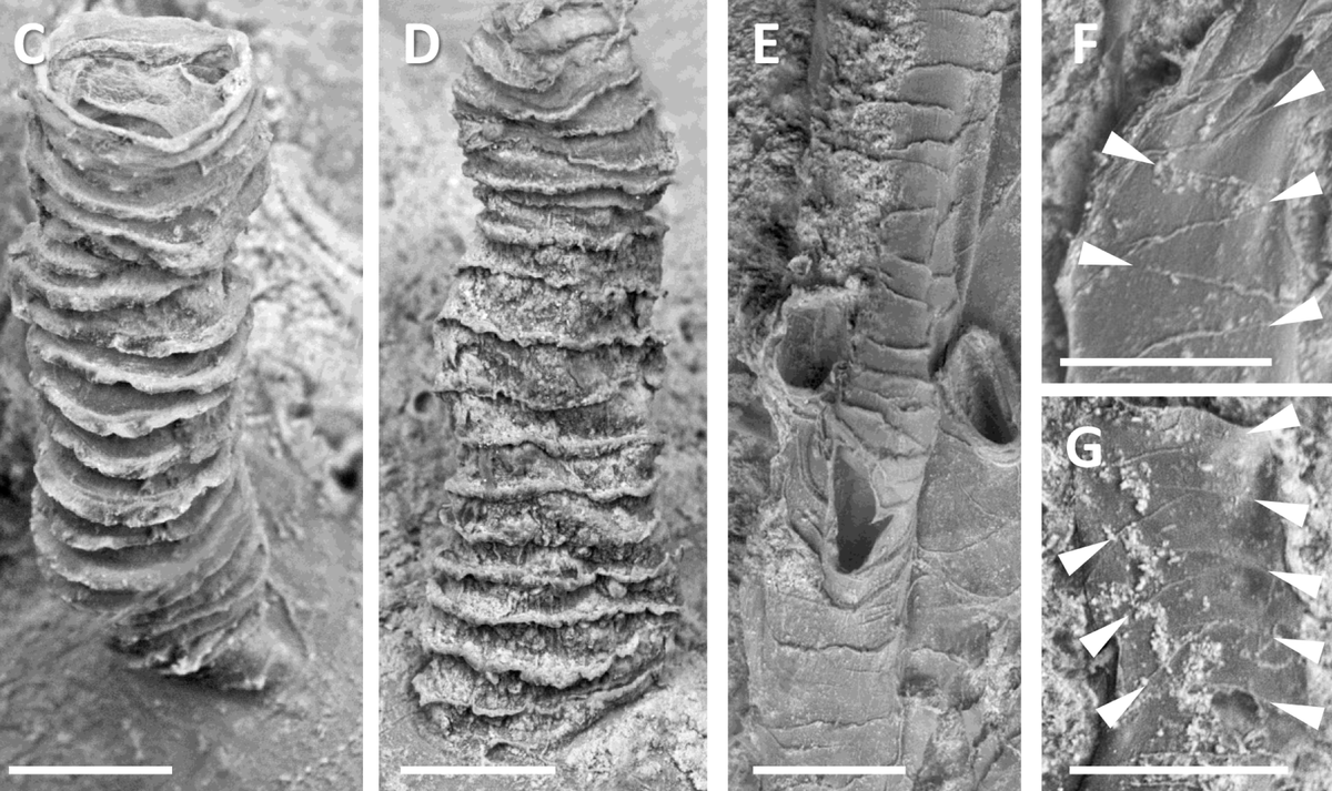 NUSReef's tweet photo. 3 #NewSpecies of Bryozoa + 9 new records of Bryozoa + 1st record of class Pterobranchia in #Singapore, by @SudhanshiSJ DennisGordon @lhliow et al. @lkcnhm @ResearchFos 

https://t.co/oVmZt6rvCv

The pterobranch: Rhabdopleura👇. And the #NewSpecies... https://t.co/gUH6yNB00d