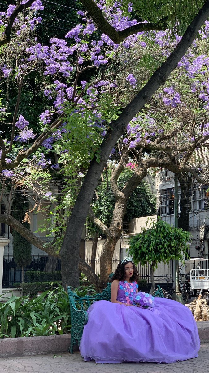 andrstorresr's tweet photo. Jacarandas https://t.co/CFoJTCXOL5