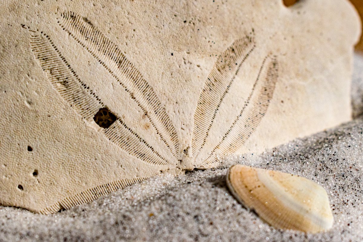 denisew428's tweet photo. #oceanprint https://t.co/olVPMWWvPT
#sanddollar #ThisSpringBuyArt #SpringForArt #fineartamerica https://t.co/XY8qrfqUXn