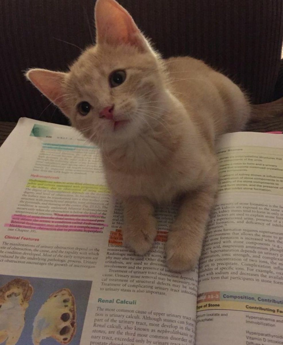 thvestdy's tweet image. ⌕ search: #studytwt 

• evelyn/eve/evy
• 16 anos, intj, ela/dela 
• 2 ano do ensino médio no if (téc. em química)
• pt-br, estudando inglês e coreano
• disciplina e foco nos estudos 
• livros, doramas, bts, anime, taylor swift e biologia &amp;lt;3
♡/↺ = mutuals