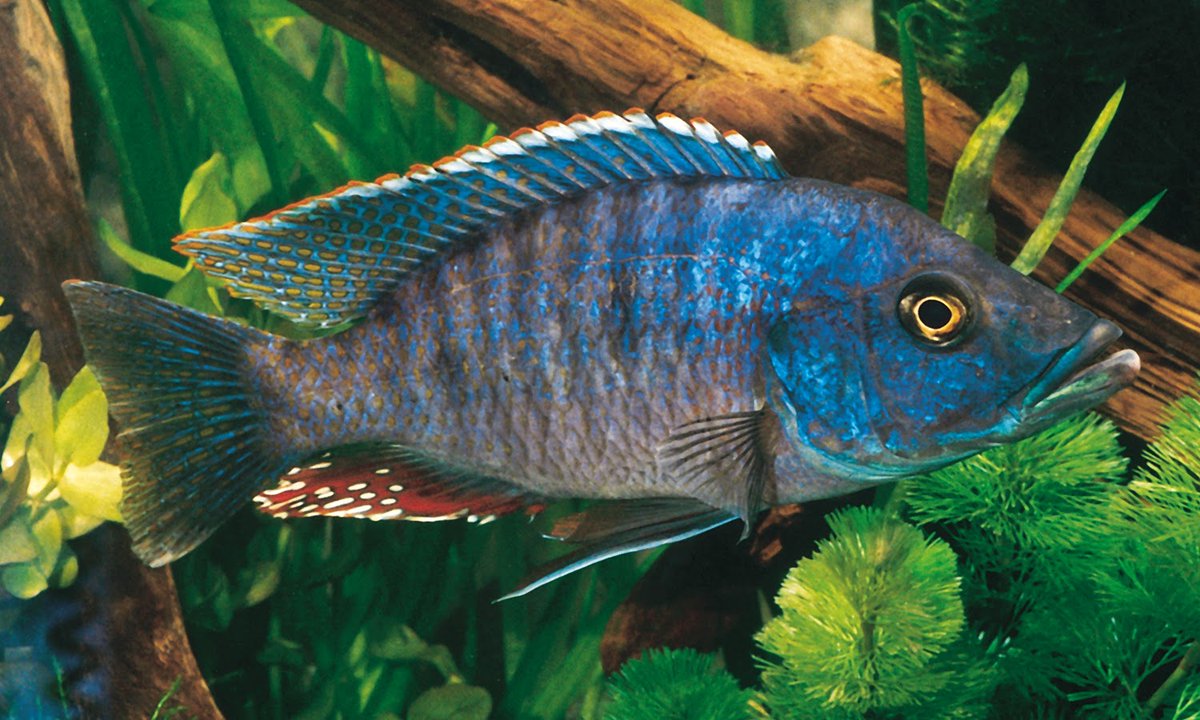 fishvets's tweet image. Happy Fun Fish Fact Friday! 🐠
Click the link below to learn more about beautiful cichlid (Haplochromis fenestratus)! 
See full Instagram post @ instagram.com/p/Cbz0Ob8LOpg/… 
Happy Friday!😁🐟💙💛

📸: FTFFA
#fishvet #aafv #funfishfacts #aquaticvet