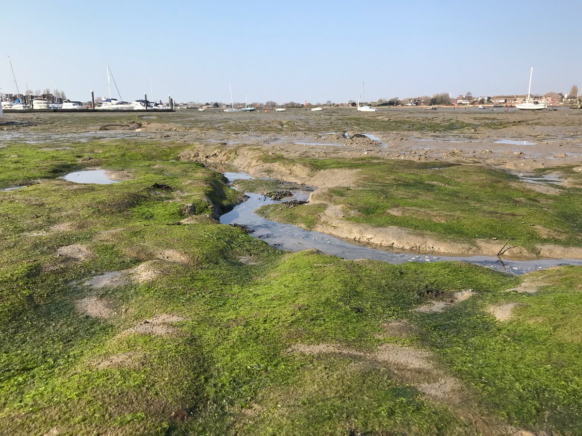 EricHarrisScot1's tweet photo. Timed it well and got out in some morningβοΈ last week for @ProjectRaNTrans monthly #algae sampling - much more of the green stuff this time #returnofthemat you know that I'll be back https://t.co/CKhOdksZW0